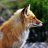 kindFox